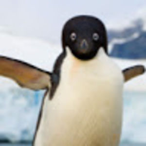 Meet your Posher, Penguin